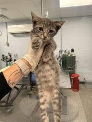 Shelter Stray Male Cat last seen cow Pen Landing boat ramp, Vanceboro,, 1639 Old Airport Rd, New Bern, NC 28562, USA