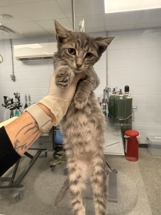 Shelter Stray Male Cat last seen cow Pen Landing boat ramp, Vanceboro,, 1639 Old Airport Rd, New Bern, NC 28562, USA