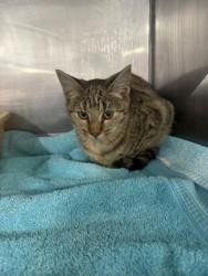 Shelter Stray Female Cat last seen cow Pen Landing boat ramp, Vanceboro,, 1639 Old Airport Rd, New Bern, NC 28562, USA