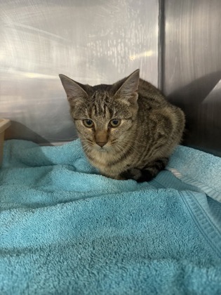 Shelter Stray Female Cat last seen cow Pen Landing boat ramp, Vanceboro,, 1639 Old Airport Rd, New Bern, NC 28562, USA