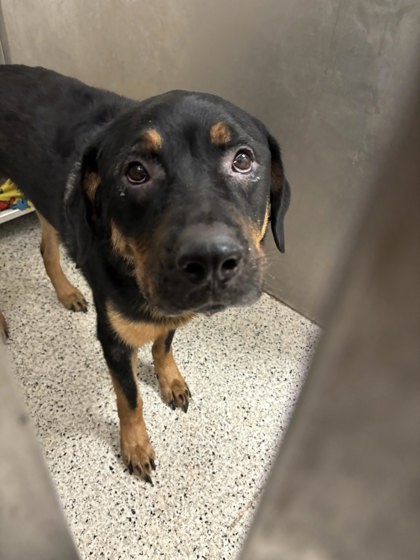 Shelter Stray Male Dog last seen Near Hollywood Drive NW, Atlanta, GA, 1251 Fulton Industrial Blvd NW, Atlanta, GA 30336, USA
