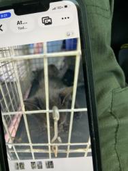 Shelter Stray Unknown Cat last seen Near Kenilworth Dr. 8, East Point, GA, 1251 Fulton Industrial Blvd NW, Atlanta, GA 30336, USA