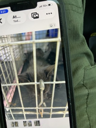 Shelter Stray Unknown Cat last seen Near Kenilworth Dr. 8, East Point, GA, 1251 Fulton Industrial Blvd NW, Atlanta, GA 30336, USA