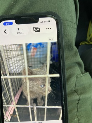 Shelter Stray Unknown Cat last seen Near one Kennelworth Drive 8, East Point, GA, 1251 Fulton Industrial Blvd NW, Atlanta, GA 30336, USA