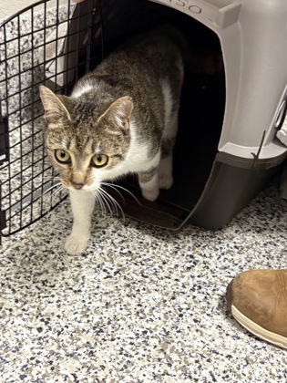 Shelter Stray Female Cat last seen Clifton, VA 20124, Compton Heights Ct, Marleigh Ln, Fairfax County, VA, 4500 West Ox Rd, Fairfax, VA 22030, USA