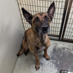 Shelter Stray Female Dog last seen Near parkwood dr, Valdosta-31605, GA, 337 Gil Harbin Industrial Blvd, Valdosta, GA 31601, USA