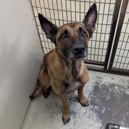 Shelter Stray Female Dog last seen Near parkwood dr, Valdosta-31605, GA, 337 Gil Harbin Industrial Blvd, Valdosta, GA 31601, USA