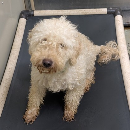Shelter Stray Female Dog last seen WOODCLIFF DR, Valdosta-31601, GA, 337 Gil Harbin Industrial Blvd, Valdosta, GA 31601, USA