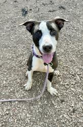 Shelter Stray Male Dog last seen Near Wood Path Drive, 30083, GA, 3280 Chamblee Dunwoody Rd, Chamblee, GA 30341, USA