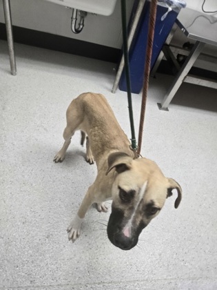 Shelter Stray Female Dog last seen Golf Links Road, Oakland, CA, 1101 29th Ave, Oakland, CA 94601, USA