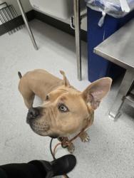 Shelter Stray Male Dog last seen 73rd ave, Oakland, CA, 1101 29th Ave, Oakland, CA 94601, USA