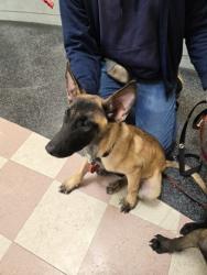 Shelter Stray Male Dog last seen Chabot Regional Park, Oakland, CA, 1101 29th Ave, Oakland, CA 94601, USA