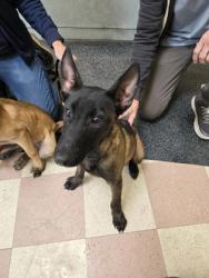 Shelter Stray Male Dog last seen Chabot Regional Park, Oakland, CA, 1101 29th Ave, Oakland, CA 94601, USA