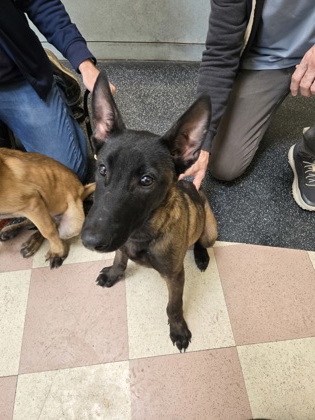 Shelter Stray Male Dog last seen Chabot Regional Park, Oakland, CA, 1101 29th Ave, Oakland, CA 94601, USA