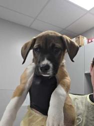 Shelter Stray Female Dog last seen Dolly Parton Pkwy Weigles, Sevier County, TN, 1008 Old Knoxville Hwy, Sevierville, TN 37862, USA