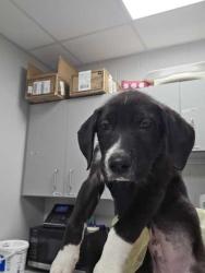 Shelter Stray Male Dog last seen Dolly Parton Pkwy Weigles, Sevier County, TN, 1008 Old Knoxville Hwy, Sevierville, TN 37862, USA