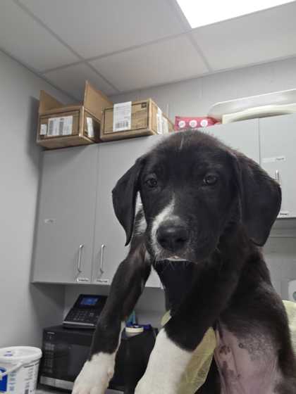 Shelter Stray Male Dog last seen Dolly Parton Pkwy Weigles, Sevier County, TN, 1008 Old Knoxville Hwy, Sevierville, TN 37862, USA