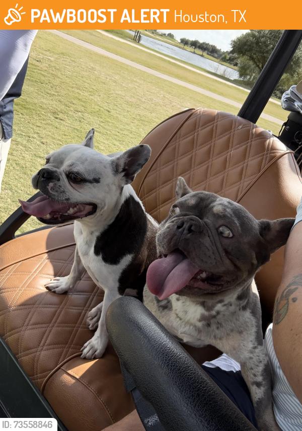 Found/Stray Female Dog last seen At Houston National Golf Club, Houston, TX 77095
