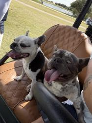 Found/Stray Female Dog last seen At Houston National Golf Club, Houston, TX 77095