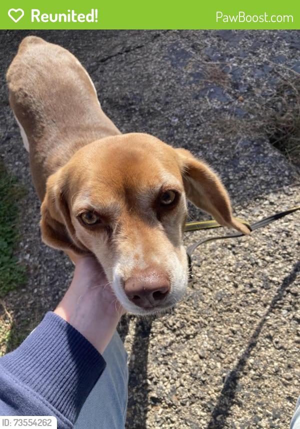 Reunited Unknown Dog last seen Merrimac Ave near Rolling Acres Middle School, Peoria, IL 61614