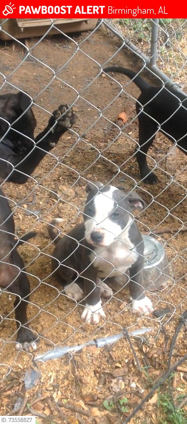Lost Male Dog last seen Tarrant, Birmingham, AL 35215