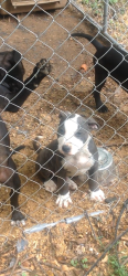 Lost Male Dog last seen Tarrant, Birmingham, AL 35215