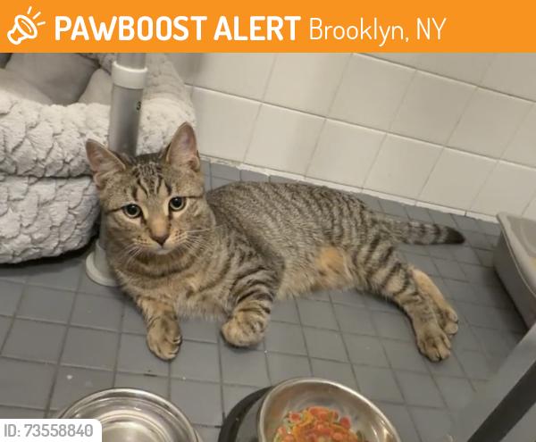 Found/Stray Male Cat last seen 4th Avenue & 58th Street, Brooklyn, NY 11220