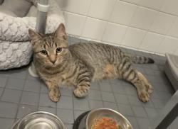 Found/Stray Male Cat last seen 4th Avenue & 58th Street, Brooklyn, NY 11220