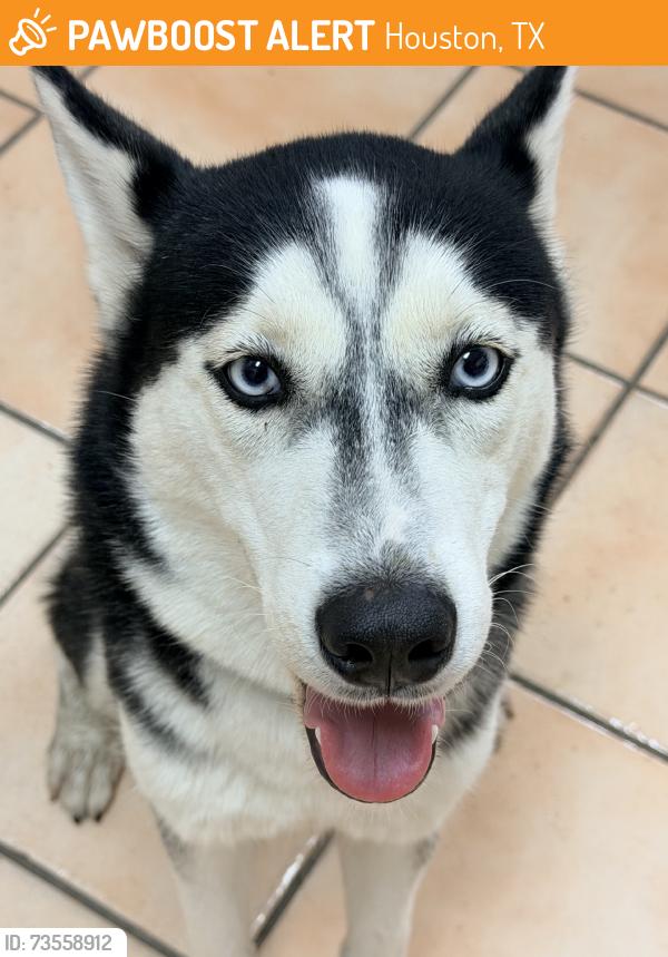 Found/Stray Female Dog last seen Kroger business center and the business center across, Houston, TX 77089
