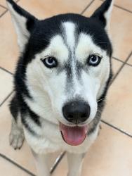 Found/Stray Female Dog last seen Kroger business center and the business center across, Houston, TX 77089