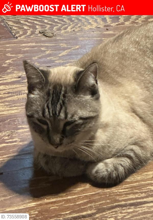 Lost Female Cat last seen Chardonnay and Santa Ana, Hollister, CA 95023