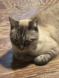 Lost Female Cat last seen Chardonnay and Santa Ana, Hollister, CA 95023