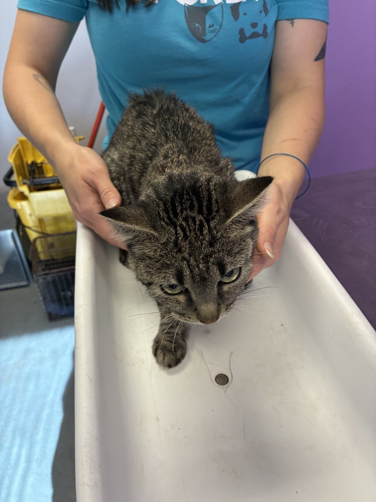 Shelter Stray Female Cat last seen Near S Ontario Drive, SALT LAKE CITY, UT, 84104, 511 W 3900 S, Salt Lake City, UT 84123, USA