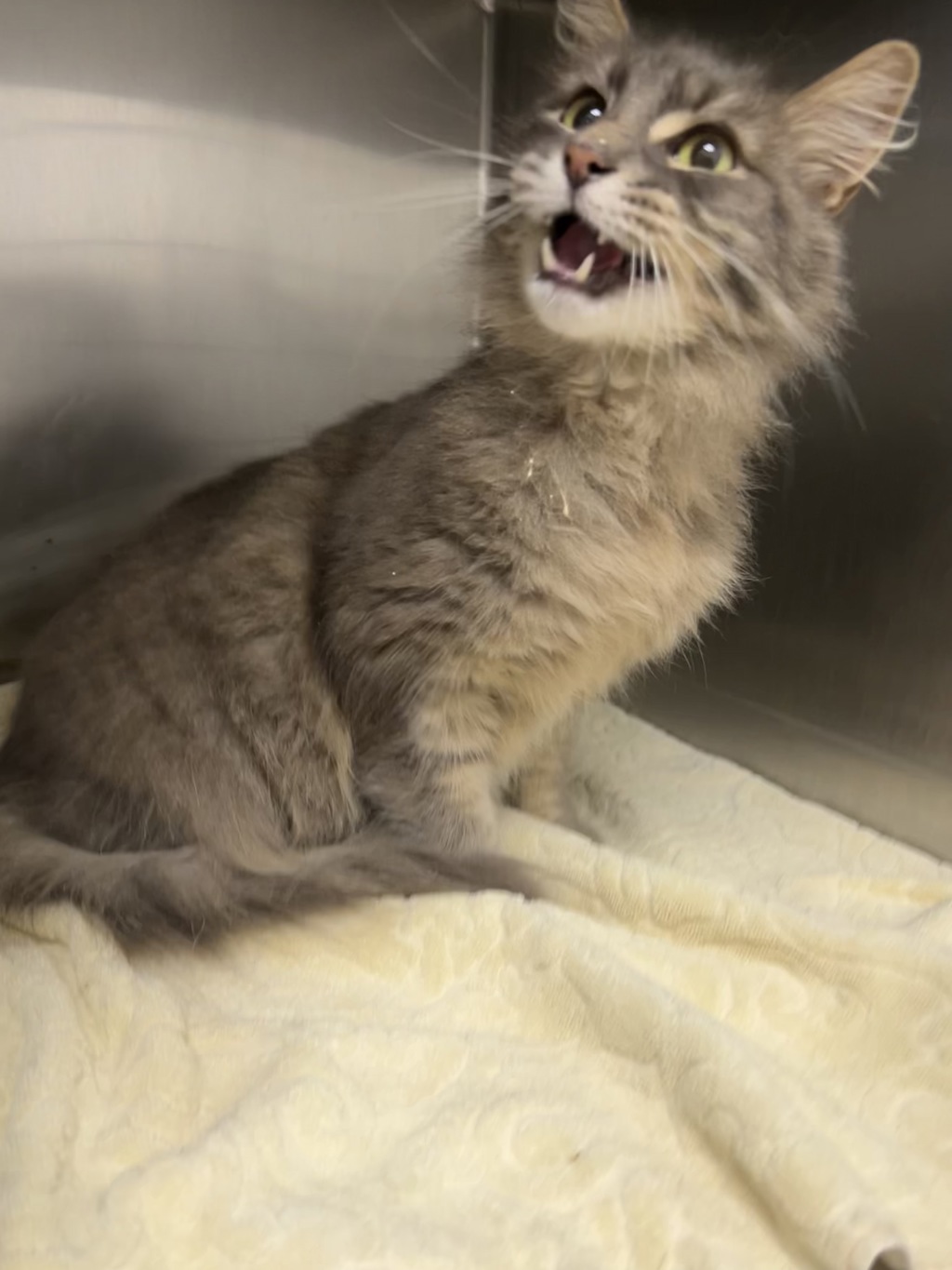 Shelter Stray Male Cat last seen Princeton Lane, Silverdale, WA, 98383, 9167 Dickey Rd NW, Silverdale, WA 98383, USA