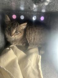 Shelter Stray Female Cat last seen Near S Clear Vista Drive, Kearns Township, UT, 84118, 511 W 3900 S, Salt Lake City, UT 84123, USA