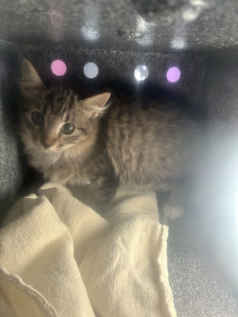 Shelter Stray Female Cat last seen Near S Clear Vista Drive, Kearns Township, UT, 84118, 511 W 3900 S, Salt Lake City, UT 84123, USA