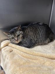 Shelter Stray Female Cat last seen Near SE Nelson Road, Olalla, WA, 98359, 9167 Dickey Rd NW, Silverdale, WA 98383, USA