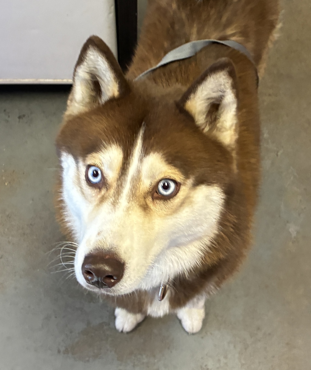 Shelter Stray Unknown Dog last seen Near S Highland Drive, Holladay, UT, 84117, 511 W 3900 S, Salt Lake City, UT 84123, USA