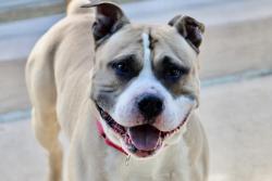 Shelter Stray Male Dog last seen Near Bay Street, STATEN ISLAND, NY, 10305, 3139 Veterans Rd W, Staten Island, NY 10309, USA