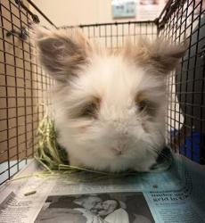 Shelter Stray Male Rabbit last seen Near Brownie Drive, AUSTIN, TX, 78753, 7201 Levander Loop bldg a, Austin, TX 78702, USA