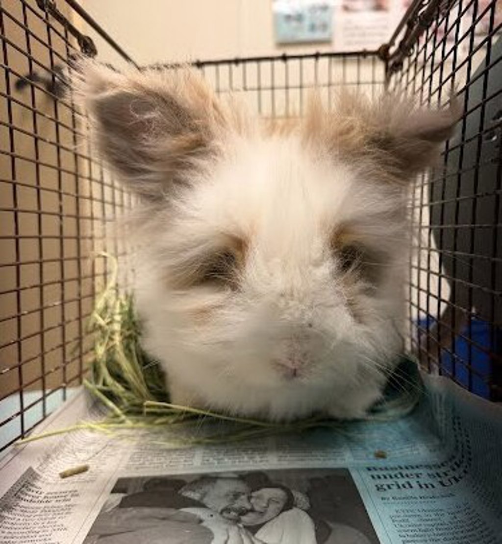 Shelter Stray Male Rabbit last seen Near Brownie Drive, AUSTIN, TX, 78753, 7201 Levander Loop bldg a, Austin, TX 78702, USA