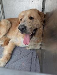 Shelter Stray Male Dog last seen Near Circuit Of The Americas Boulevard, TX, 7201 Levander Loop bldg a, Austin, TX 78702, USA
