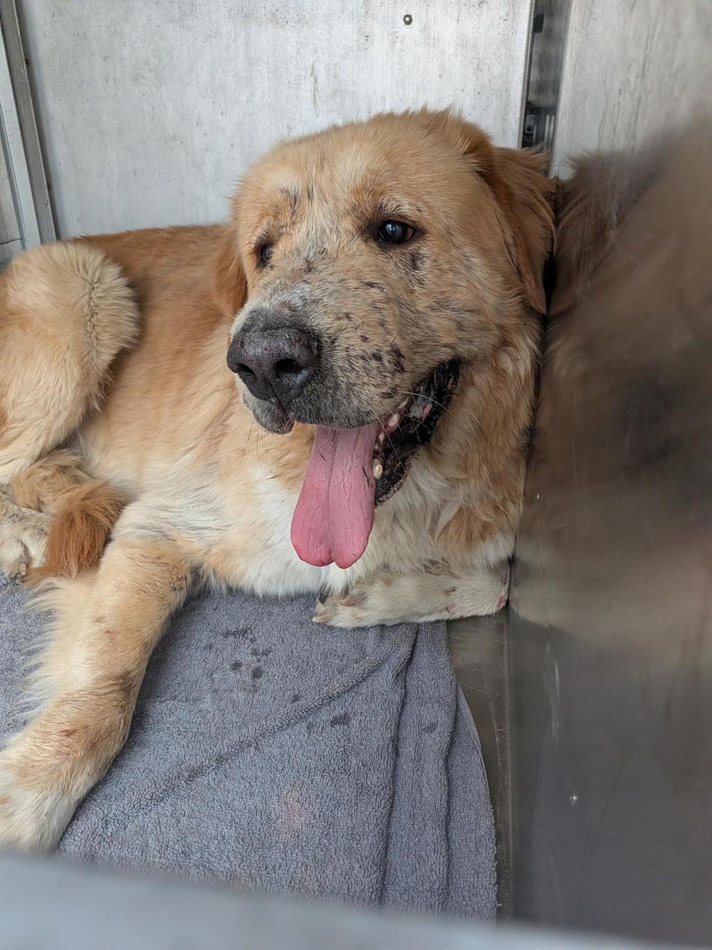 Shelter Stray Male Dog last seen Near Circuit Of The Americas Boulevard, TX, 7201 Levander Loop bldg a, Austin, TX 78702, USA