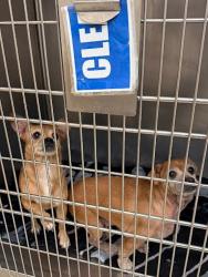 Shelter Stray Female Dog last seen Near Blue Bluff Road, AUSTIN, TX, 78724, 7201 Levander Loop bldg a, Austin, TX 78702, USA