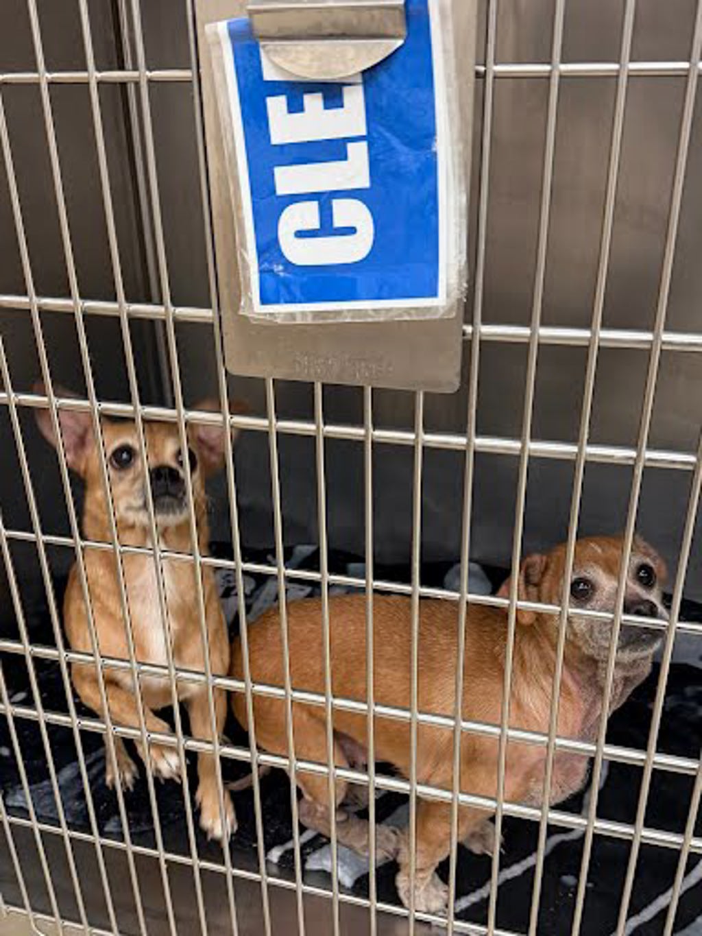Shelter Stray Female Dog last seen Near Blue Bluff Road, AUSTIN, TX, 78724, 7201 Levander Loop bldg a, Austin, TX 78702, USA