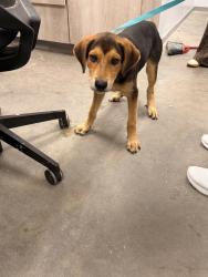 Shelter Stray Unknown Dog last seen Dillon Road, CARENCRO, LA, 70520, 410 Dugas Rd, Lafayette, LA 70507, USA