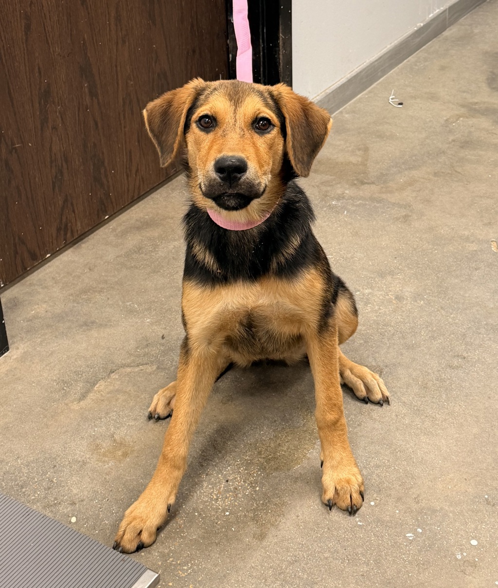 Shelter Stray Female Dog last seen Dillon Road, CARENCRO, LA, 70520, 410 Dugas Rd, Lafayette, LA 70507, USA