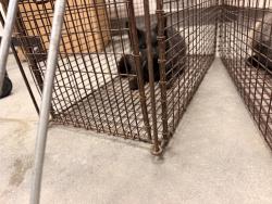 Shelter Stray Female Cat last seen Near Stevenson Street, LAFAYETTE, LA, 70501, 410 Dugas Rd, Lafayette, LA 70507, USA