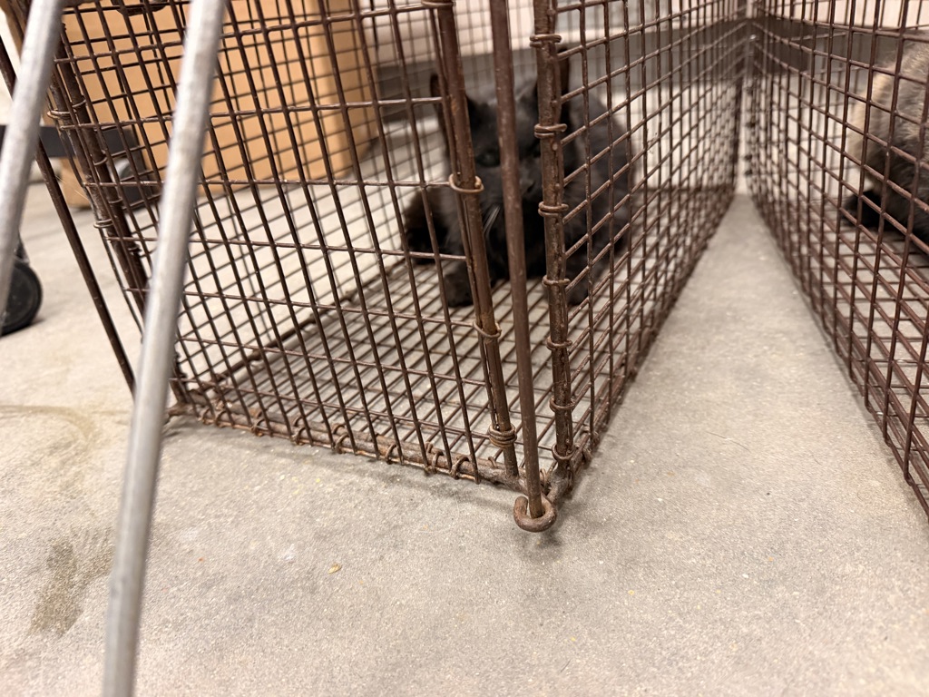 Shelter Stray Female Cat last seen Near Stevenson Street, LAFAYETTE, LA, 70501, 410 Dugas Rd, Lafayette, LA 70507, USA