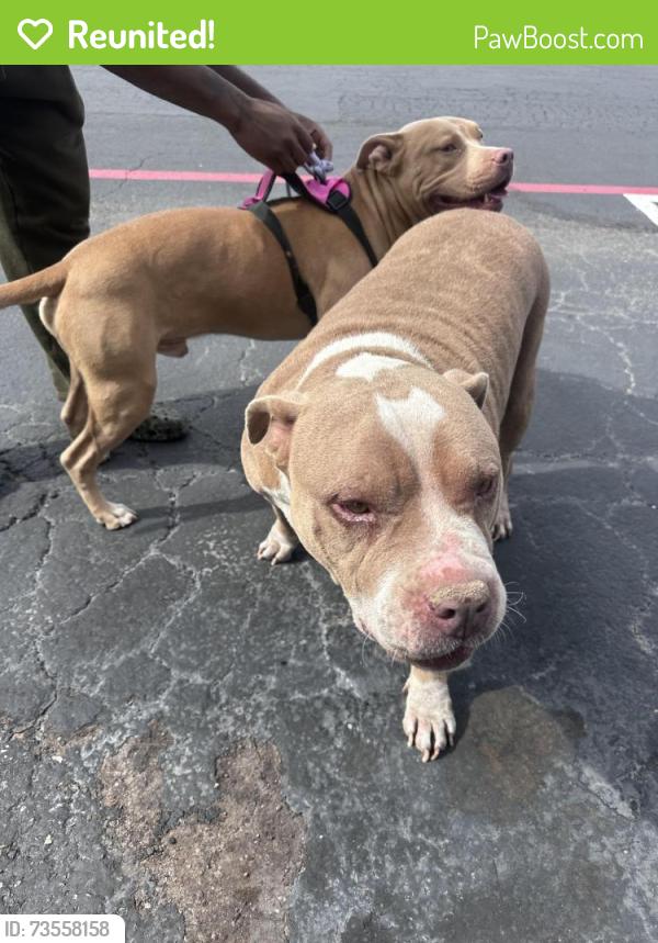 Reunited Female Dog last seen Sunrise Rd/79, Round Rock, TX 78664